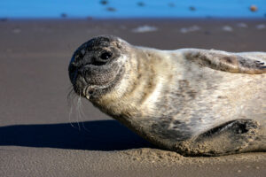 Ein Seehund, der auf dem Strand liegt, ragt mit seinem Kopf und seinem bis zu seinen vorderen Flossen von rechts ins Bild. Er hebt etwas den Kopf und schaut in die Kamera.