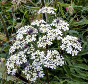 Blick von etwas seitlich oben auf einen Blütenstand des Gemeinen Bärenklaus, auf dem mehrere Fliegen sitzen.