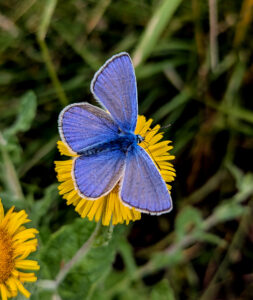 Blick von oben auf einen Hauhechel-Bläuling, der auf einer gelben (Schein-)Blüte sitzt.