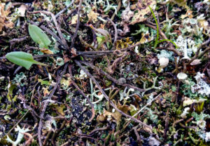 Nahaufnahme von oben in einen Sandtrockenrasen mit wenigen Höheren Pflanzen und Moosen, mit verschiedenen Flechten sowie zwei Ameisen, die einander begegnen.