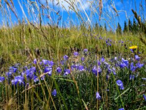 Eine Wiese mit Gräsern und vielen blauen und gelben Blüten. Blick seitlich in die Wiese, auf Höhe der Wiese, etwas nach oben. Im Hintergrund rechts die Spitzen einiger Bäume, außerdem über das gesamte Bild blauer Himmel mit einigen wenigen Wolken.