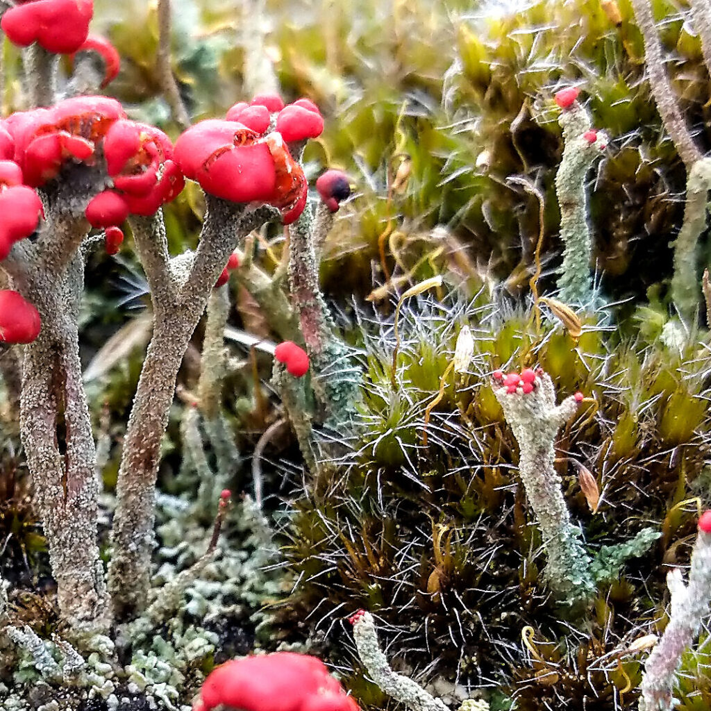 Nahansicht Kaktusmoos (Campylopus introflexus) zwischen Flechten der Gattung Cladonia (Cladonia floerkeana mit roten Fruchtkörpern). Im trockenen Zustand stehendie Spitzen der Moosblättchen, die wie Glashaare erscheinen, mehr oder weniger senkrecht zur vertikalen Achse des Mooses ab, was den deutschen Namen "Kaktusmoos" erklärt.