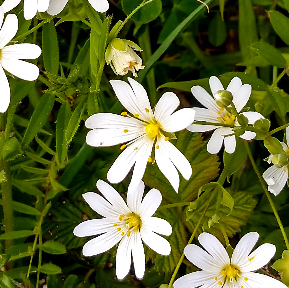 Stellaria holostea