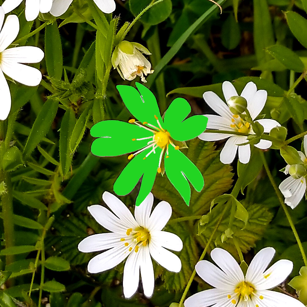Stellaria - Kronblätter