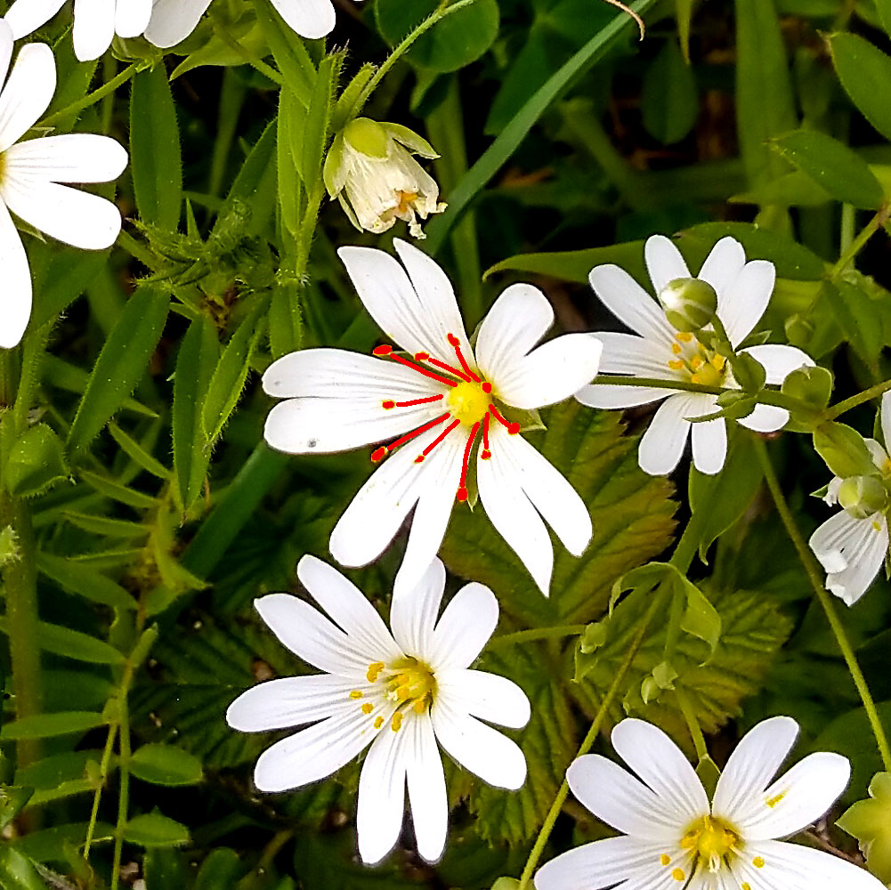 Stellaria - Staubblätter