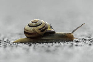 Eine kleine Schnecke mit Schneckenhaus, lang ausgestrecktem Kriechfuß und lang ausgestreckten Fühlerpaaren auf einem Untergrund, bei dem es sich um Asphalt handelt. Das Schneckenhaus ist beige mit schwarzen Streifen. Vordergrund und Hintergrund sind grau und unscharf.